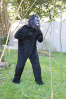 IMG 4405 Gorilla