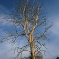 baum