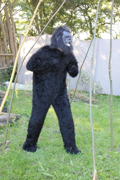 IMG_4405_Gorilla.JPG