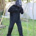 IMG 4405 Gorilla