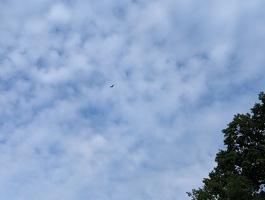 Der Geier kreist schon ueberm Schlachtfeld
