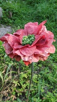 Die singende Blume enthielt einen Splitter