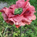 Die singende Blume enthielt einen Splitter